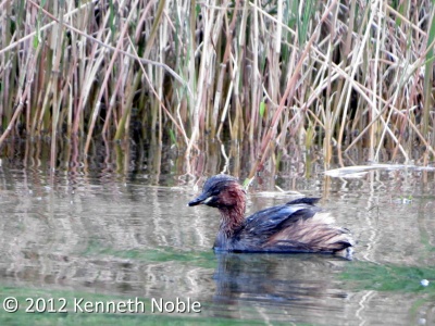 little grebe (Tachybaptus ruficollis) Kenneth Noble